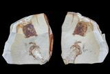 Two Fossil Pea Crabs (Pinnixa) From California (Pos/Neg) - Miocene #85310-1